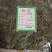 中药材凤尾草凤尾七鸡爪草阉鸡尾金鸡尾凤尾草