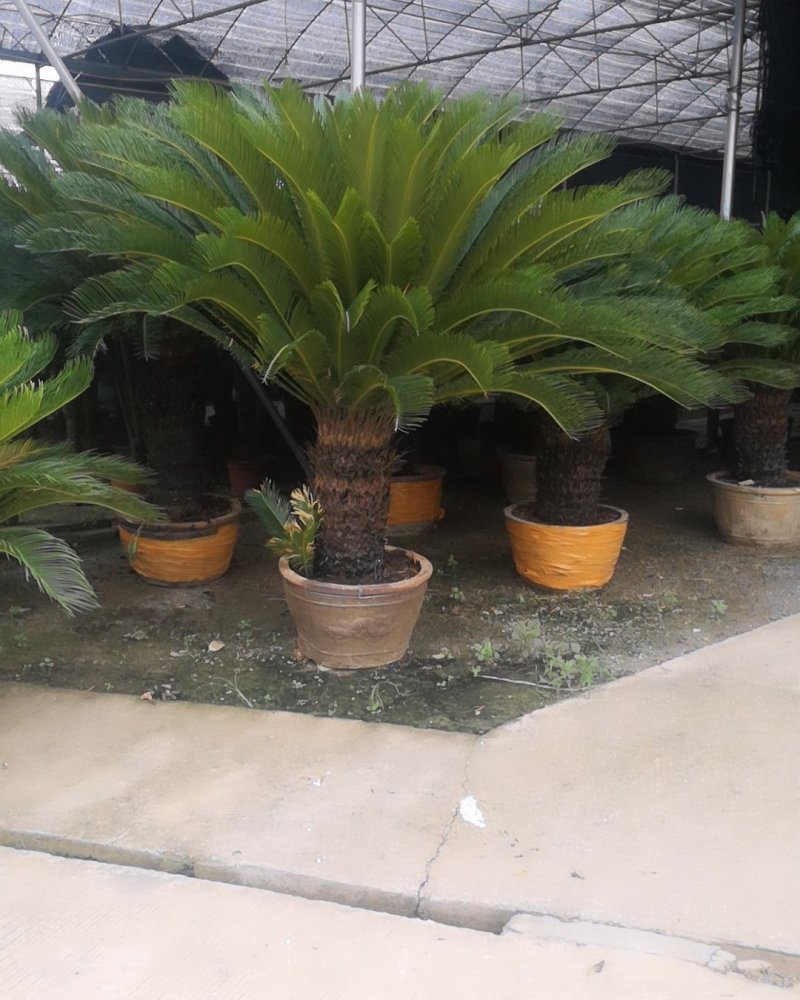 铁树，四季常青高端大气避邪植物，居家必备。
