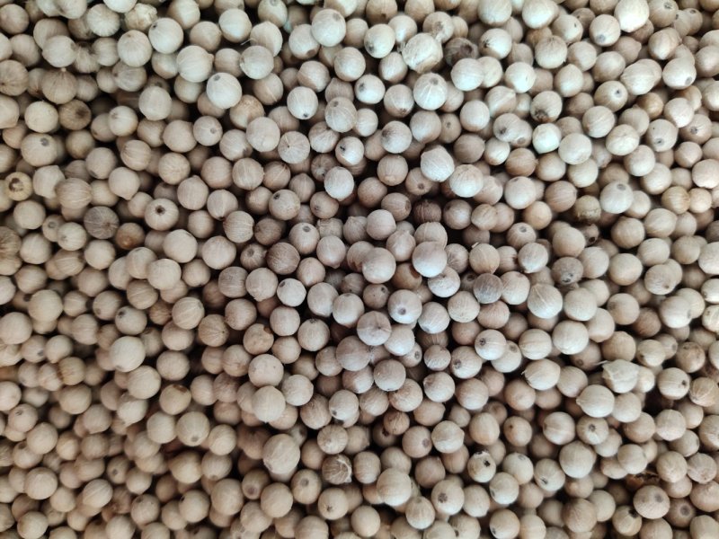 盈江县花椒果实饱满粒粒夺胃