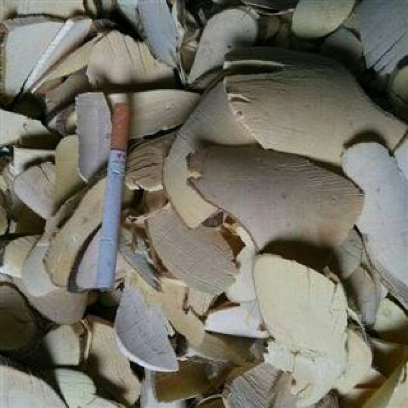 野生三叉虎三桠苦三丫苦中药材供应三桠虎三