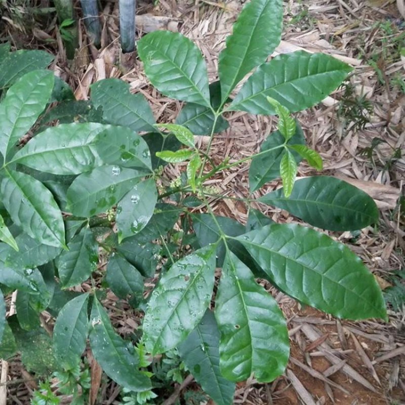 野生三叉虎三桠苦三丫苦中药材供应三桠虎三