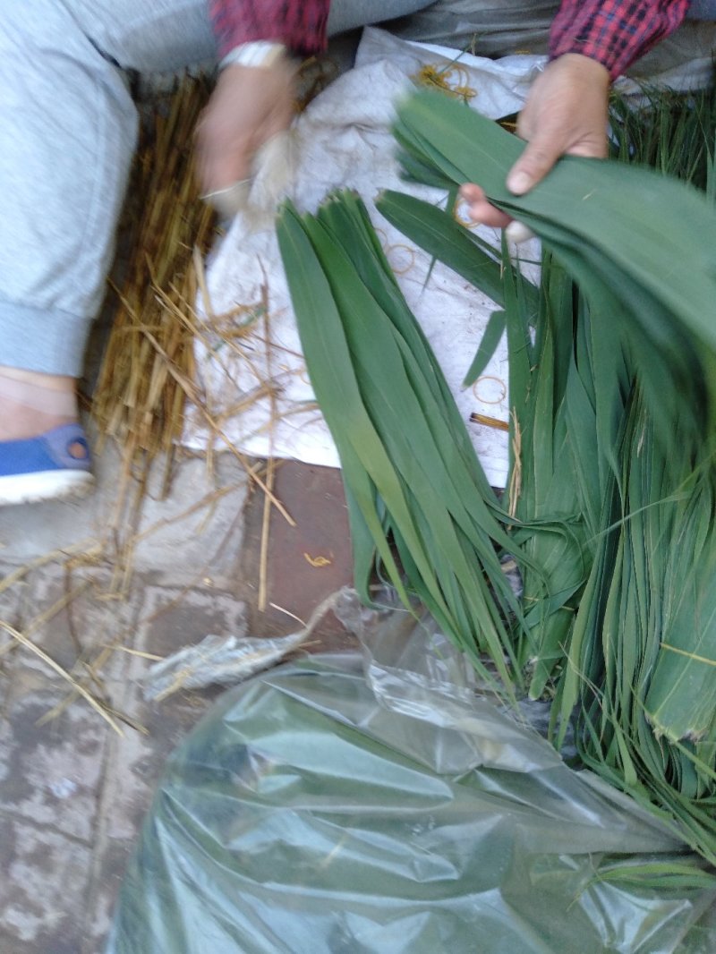 白洋淀芦苇叶