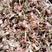蛇莓，常年批发供应冷背中药材蛇莓量大从优