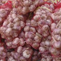 中牟早熟紫皮蒜种，产地直供