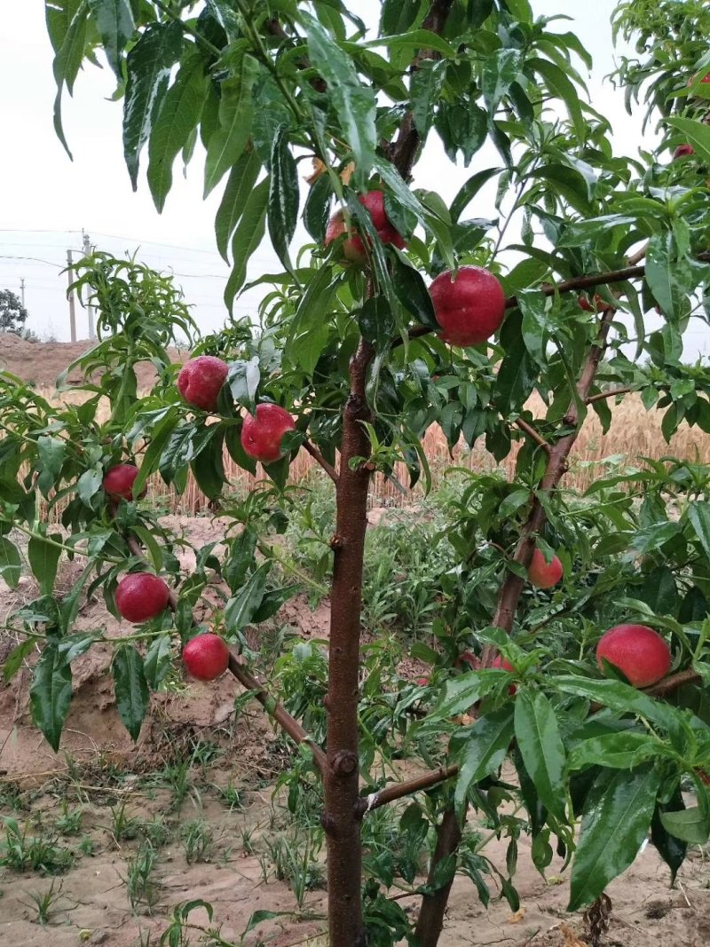 中油十八油桃大量上市中！