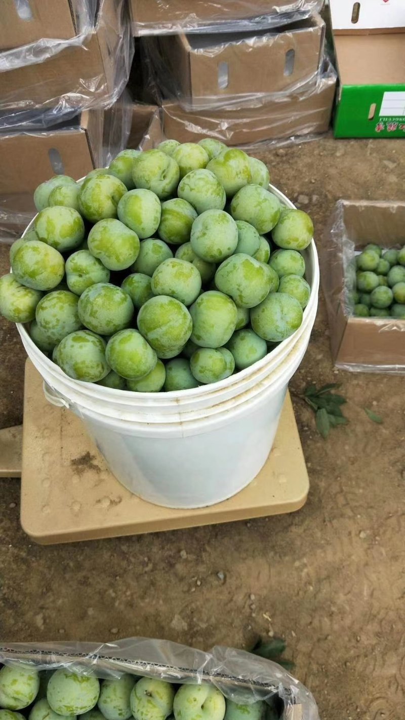 精品蜂糖李贵州产地直发一手货源量大从优随行就市
