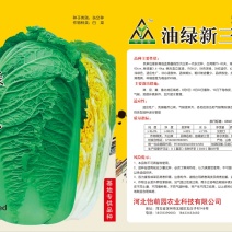 白菜种子精品白菜种子供应