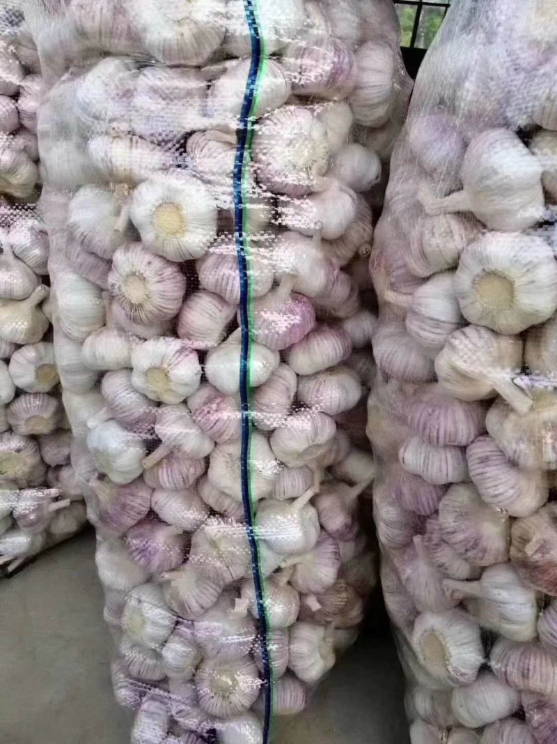 出售金乡大蒜，太空二号，个大皮厚，紫皮红亮。