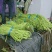云南精品长豆角，长豇豆，一手货源，新鲜60～80com