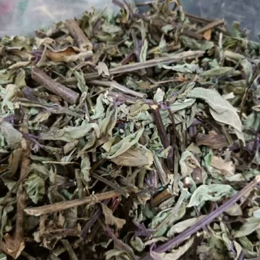 猫须草中药才猫须草干货猫须草
