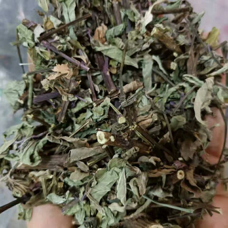 猫须草中药才猫须草干货猫须草