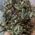 猫须草中药才猫须草干货猫须草