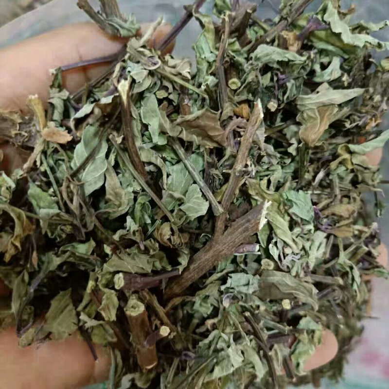 猫须草中药才猫须草干货猫须草