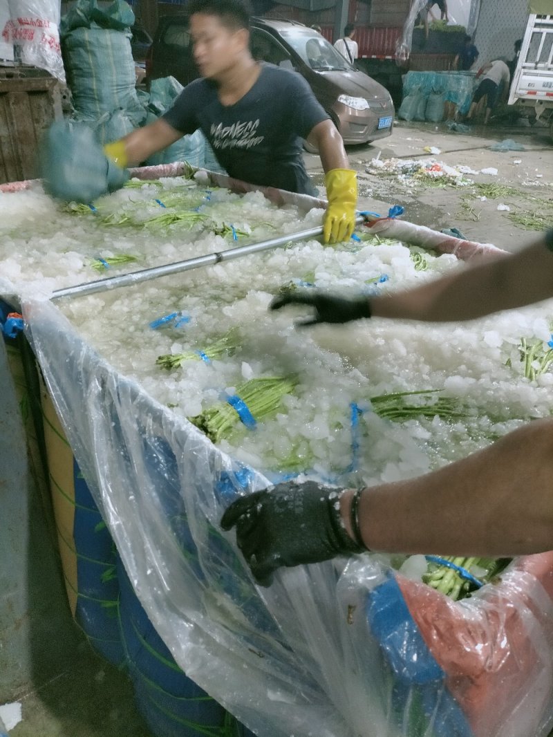 云南精品长豆角，长豇豆，一手货源，新鲜60～80com
