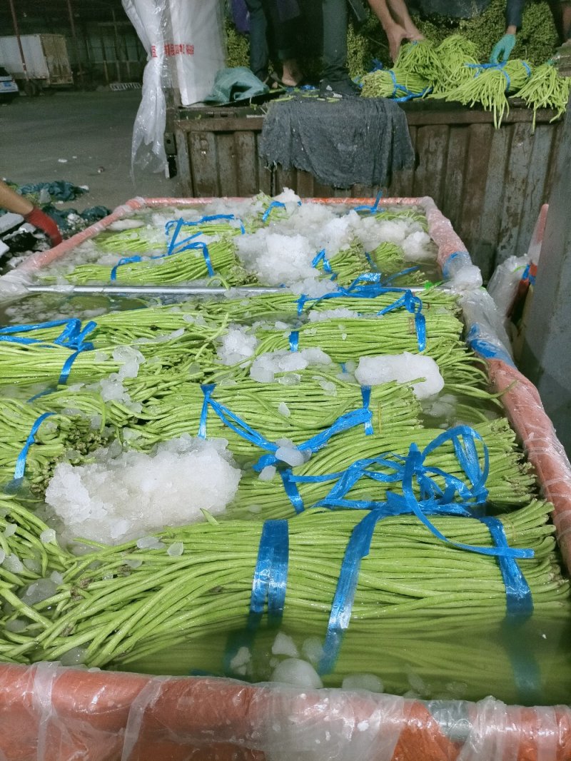 云南精品长豆角，长豇豆，一手货源，新鲜60～80com