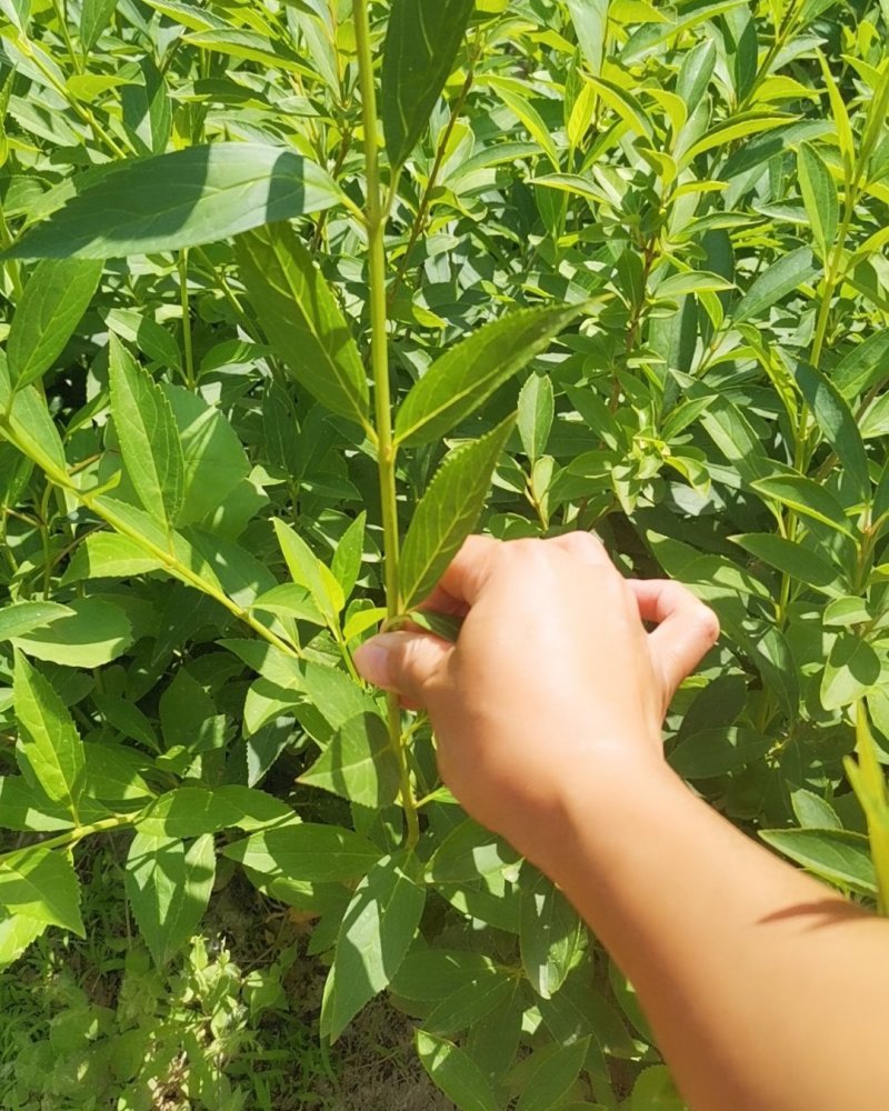 热卖连翘苗单棵，多分支，各种规格都有现货！