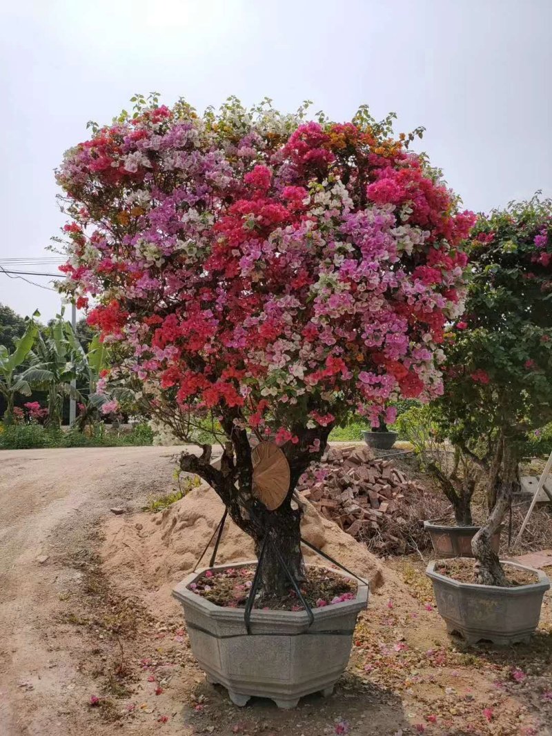 云南紫三角梅多花三角梅大盆景漳州基地直供量大从优