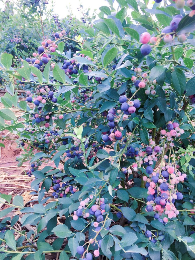 云南高原蓝莓种植基地10~18mm鲜果，可来基地参观