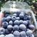 云南高原蓝莓种植基地10~18mm鲜果，可来基地参观
