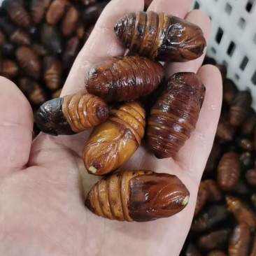 蛹蛹黑蛹，黄蛹，价格不同