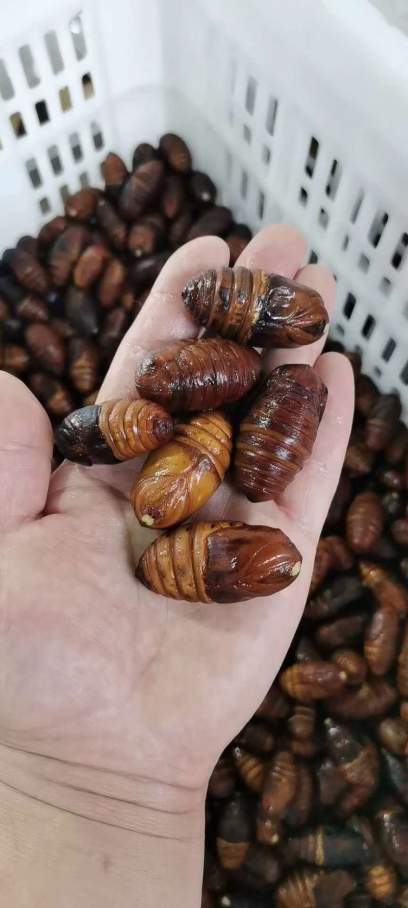 蛹蛹黑蛹，黄蛹，价格不同