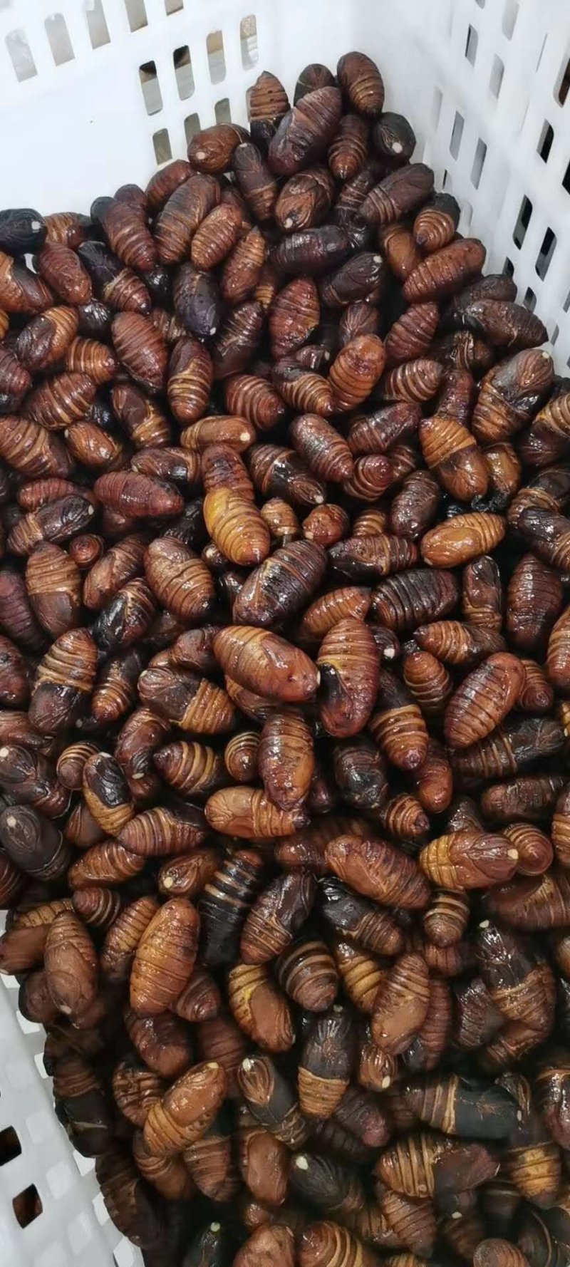 蛹蛹黑蛹，黄蛹，价格不同