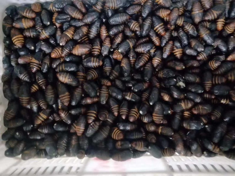 蛹蛹黑蛹，黄蛹，价格不同
