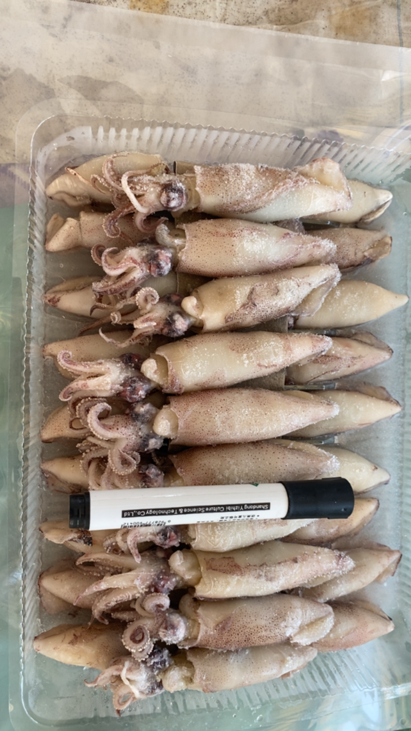 海鲜水产海兔全仔仔乌鲜活冷冻海产品小鱿鱼满仔笔管鱼