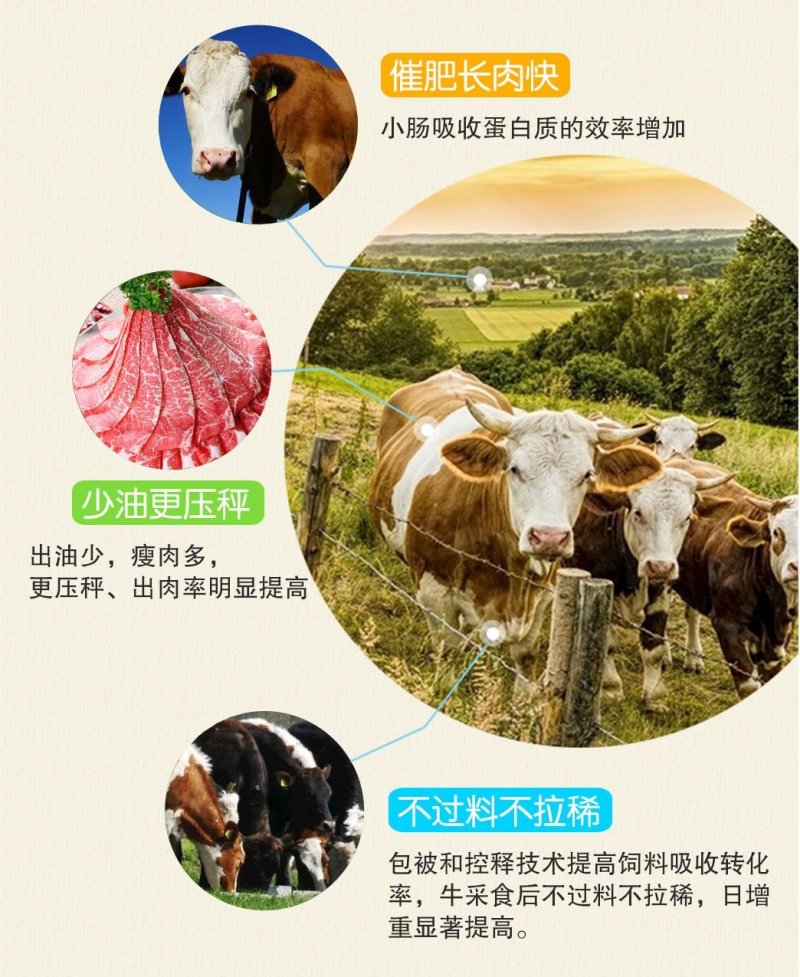 牛浓缩饲料肉牛催肥促生长浓缩料肉牛饲料牛全价段通用饲料