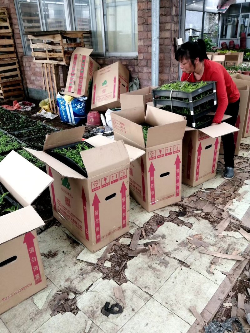 沙巴嘉宝果播树苗树葡萄筛盆苗室内庭院阳台盆栽果树苗
