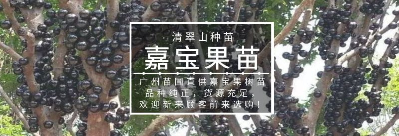 沙巴嘉宝果播树苗树葡萄筛盆苗室内庭院阳台盆栽果树苗