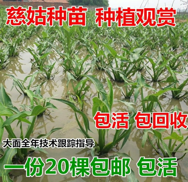 湖北大量慈姑种苗茨菰茨菇种苗现货