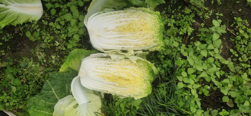 精品大白菜大量上市