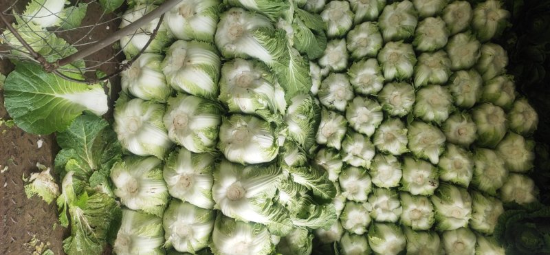 精品大白菜大量上市