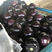 （A级）精品紫光圆茄、茄子1斤以上，供电商，市场。