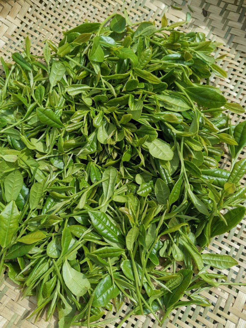 2020年新茶，绿茶炒青茶（批发零售）