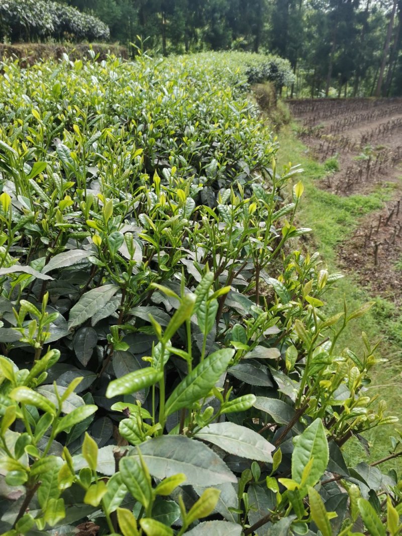 2020年新茶，绿茶炒青茶（批发零售）