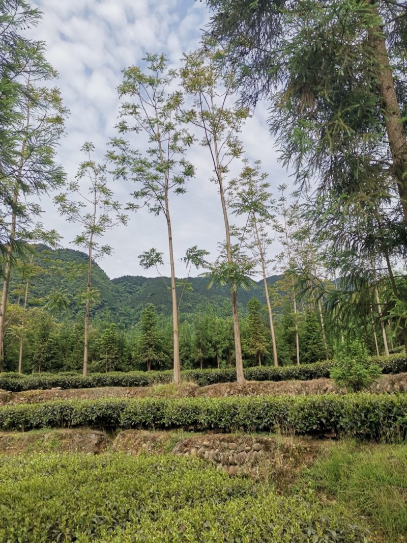2020年新茶，绿茶炒青茶（批发零售）