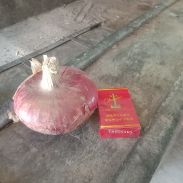 八八六种植专业合作社