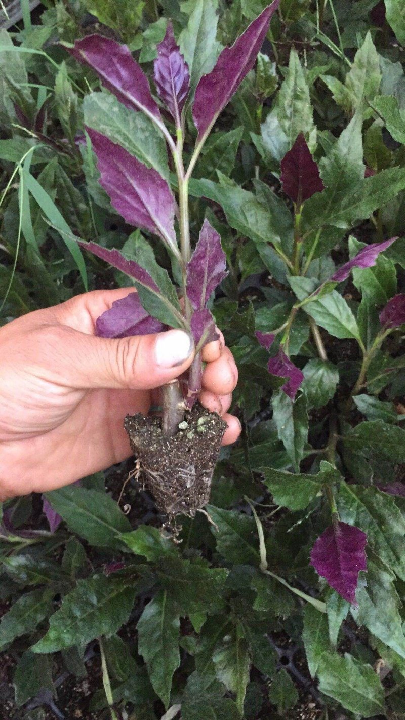 紫背菜苗子紫背天葵苗观音菜苗带根发货