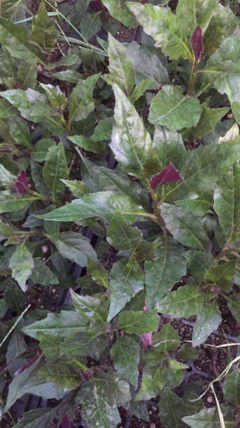 紫背菜苗子紫背天葵苗观音菜苗带根发货