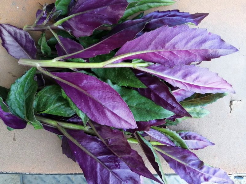 紫背菜苗子紫背天葵苗观音菜苗带根发货