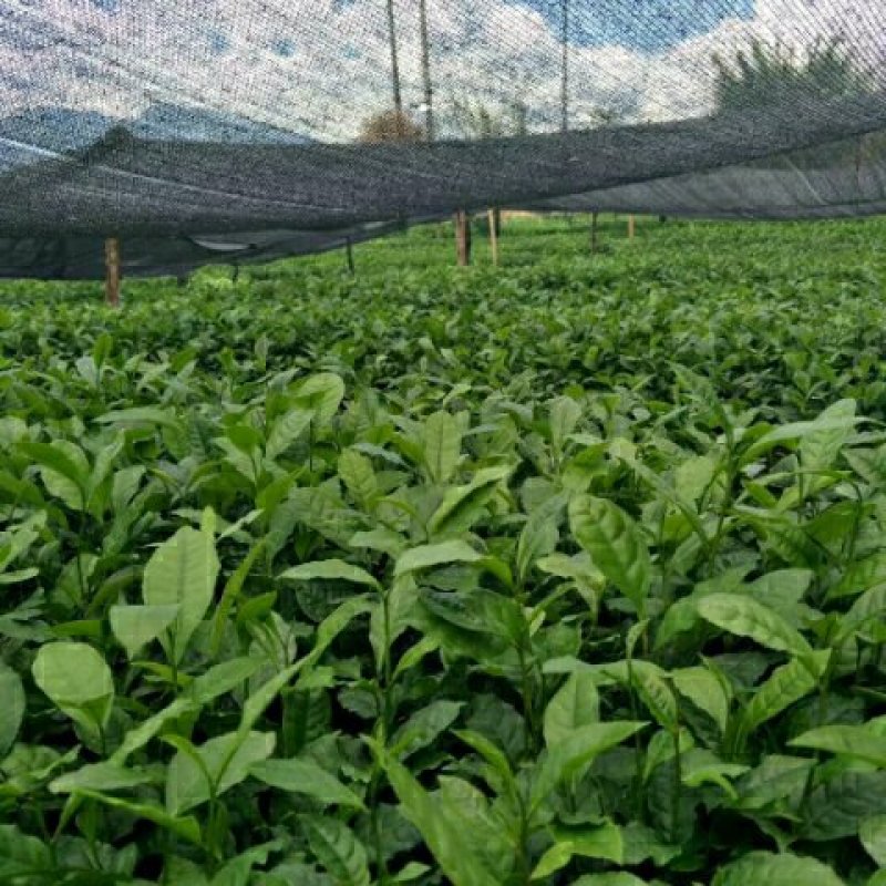 云南大叶种茶树苗临沧大叶种茶苗