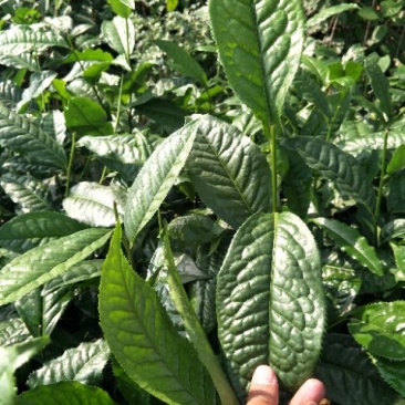 云南大叶种茶树苗临沧大叶种茶苗