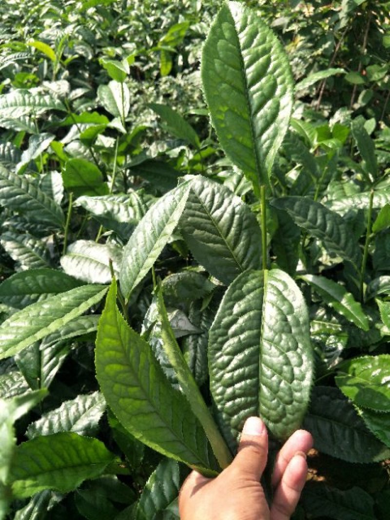 云南大叶种茶树苗临沧大叶种茶苗