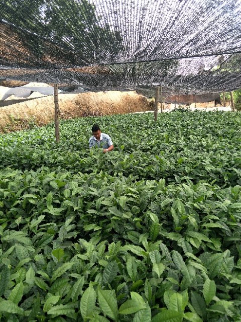 云南大叶种茶树苗临沧大叶种茶苗