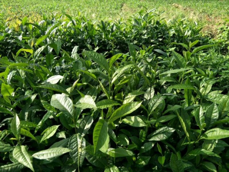 云南大叶种茶树苗临沧大叶种茶苗