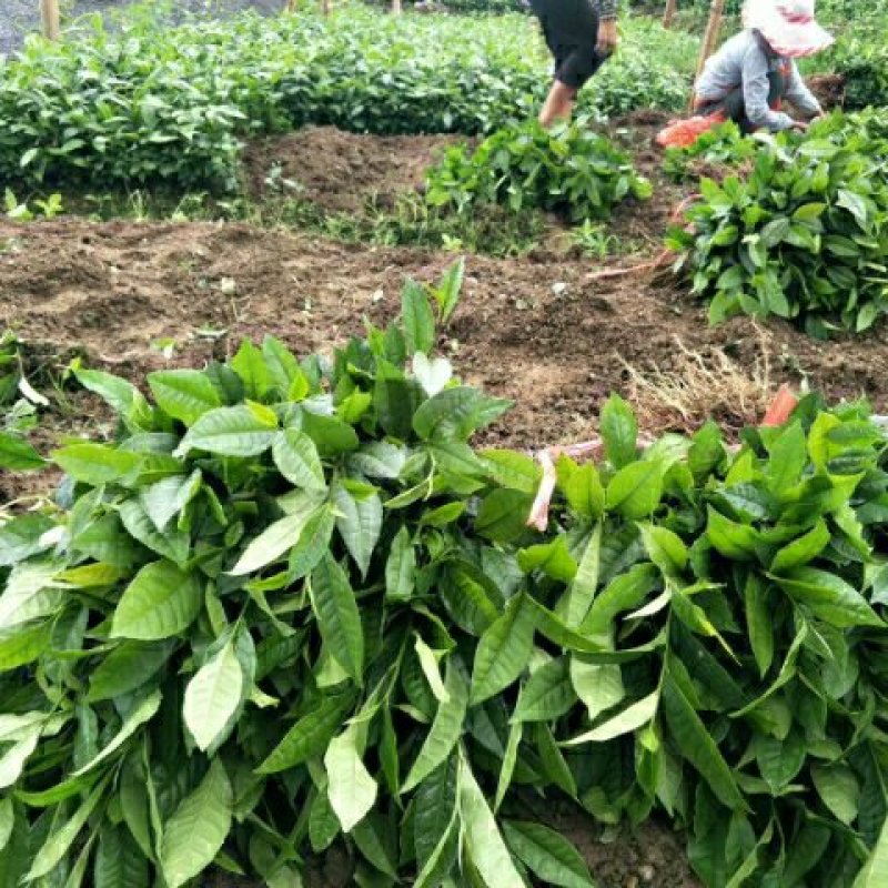 云南大叶种茶树苗临沧大叶种茶苗