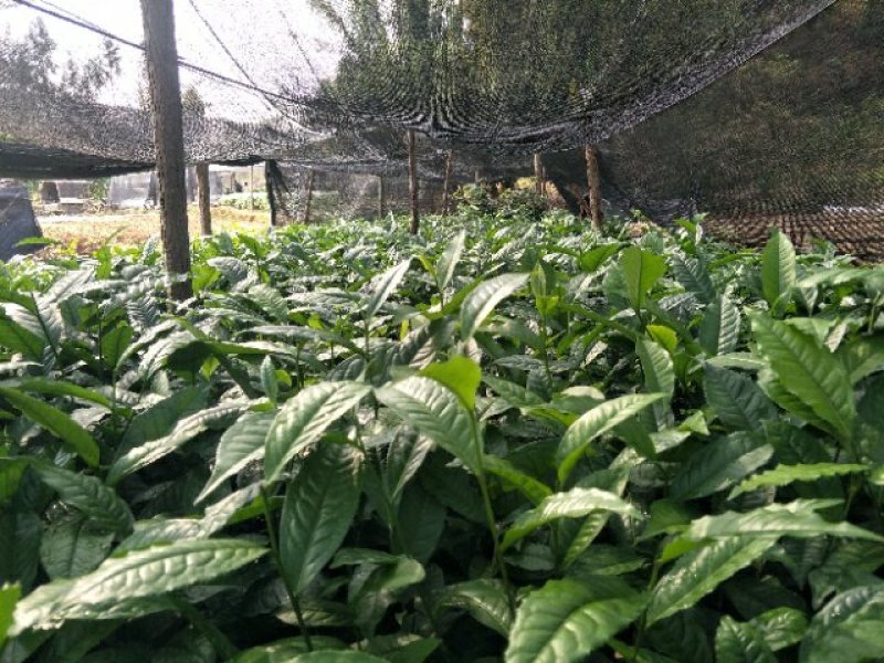 云南大叶种茶树苗临沧大叶种茶苗