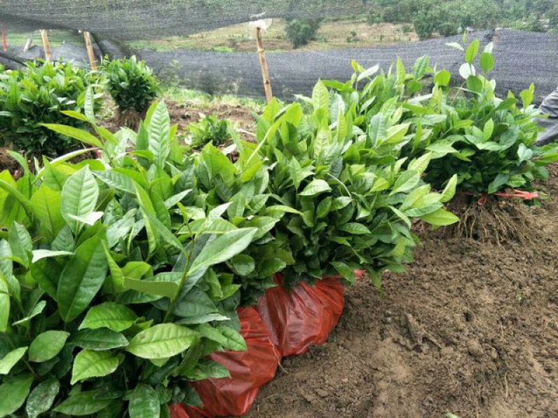 云南大叶种茶树苗临沧大叶种茶苗